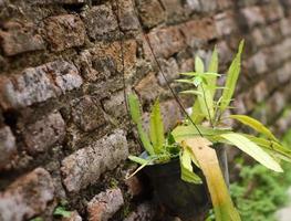 hojas de cactus que crecen en una maceta colgada en la pared efecto de desenfoque foto