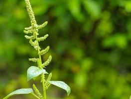 Flowering spinach tree is ready to grow photo