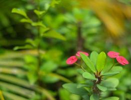 las flores rojas en flor atraen el corazón para ser recogido1 foto