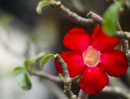 This red flower is very beautiful photo