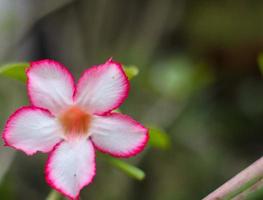 frangipani flowers are the red and white flowers blur bokeh photo