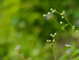 Wild flowers on the side of the road are beautiful to looking photo