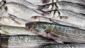 peixe fresco deitado no balcão no gelo. movimento lento da câmera. video