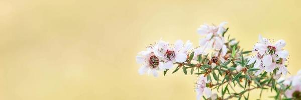 las flores blancas del árbol manuka florecen con un fondo borroso amarillo foto