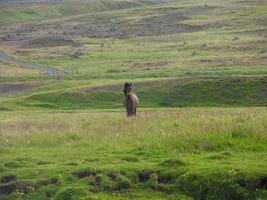 Icelandic horse herd grazing in green mountain landscape photo