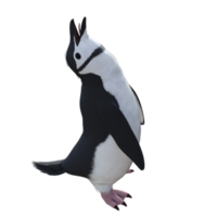 3d Penguin model illustration png