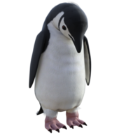 ilustração de modelo de pinguim 3D png