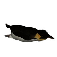 3d pinguino modello illustrazione png