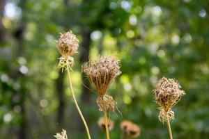 dry wild Carrot flowers on blurry green background photo