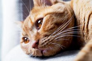 Tabby red cat lies with open eyes on the sofa photo