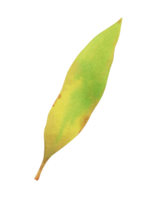 vattenfärg design element av grön löv. botaniska illustration. png