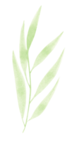 waterverf ontwerp elementen van groen bladeren. botanisch illustratie. png