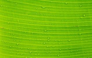 natural banana leaf image background photo