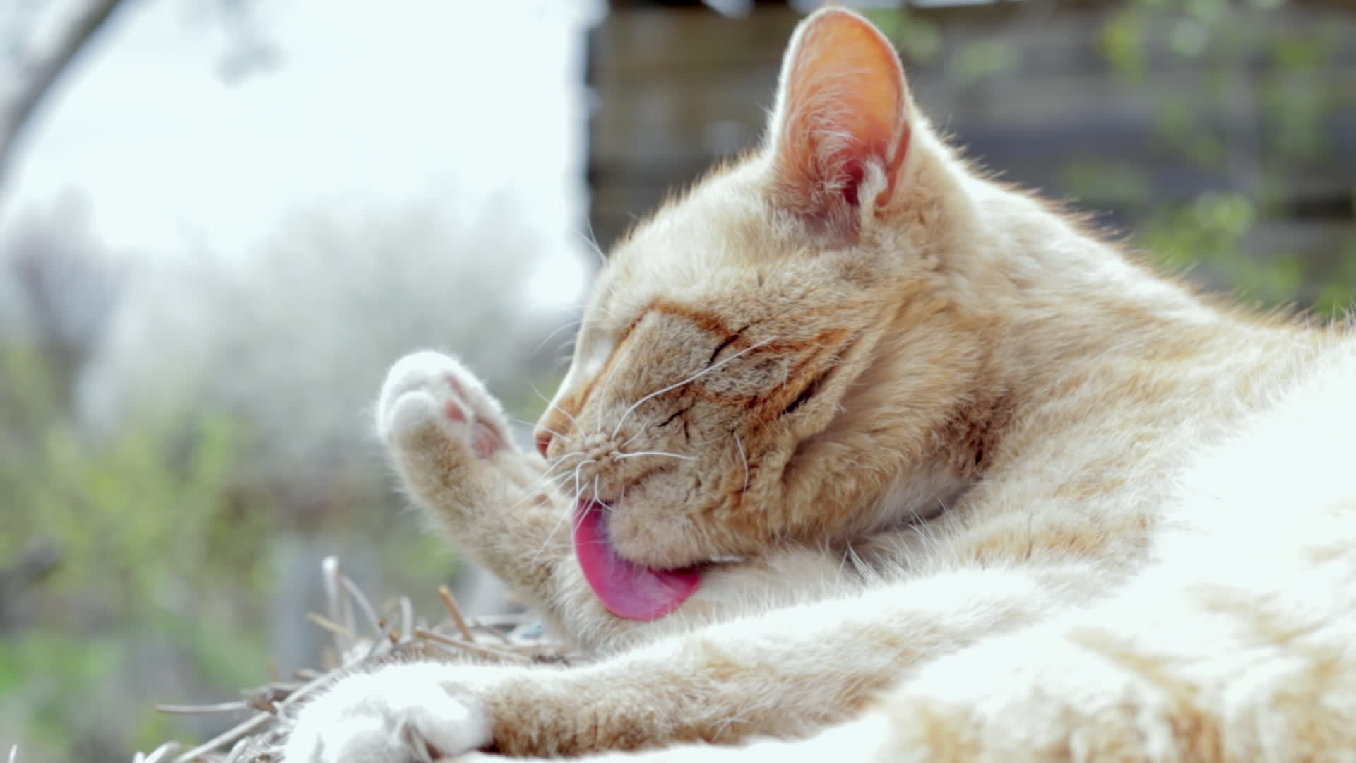 Closeup of a red domestic cat, licking her paws and washing her face