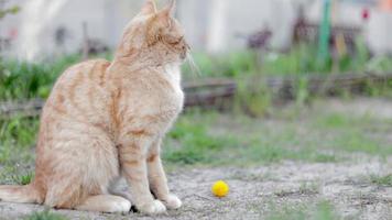 en verano, un gato rojo juega en el jardín. un hermoso gato atigrado jugando con un pequeño ratón en la calle. cerca. video