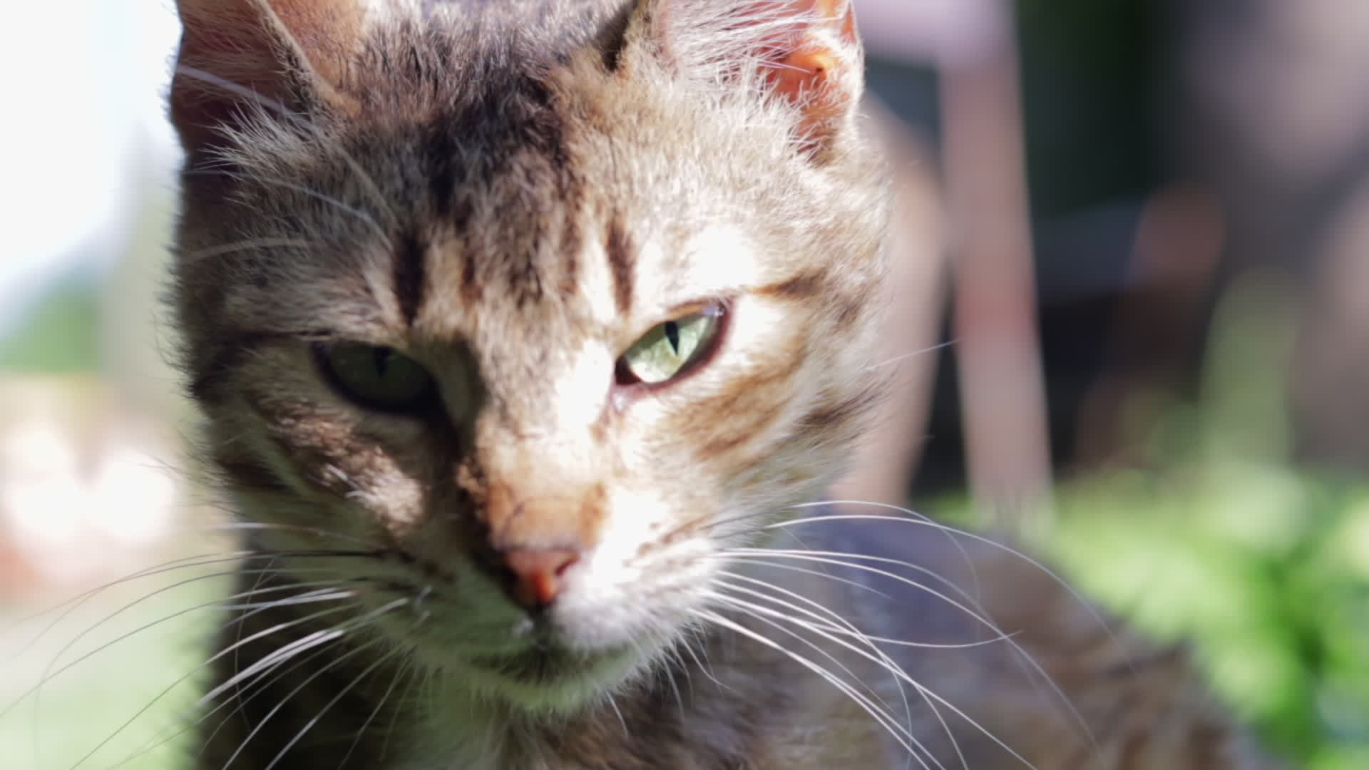 Close-up portrait of a serious cat with green eyes. Curious cat looks around outdoors, close up. Funny beautiful cat posing for the camera. Animal love concept. A light breeze stirs a woolen Close-up portrait of a serious cat with green eyes. Curious cat looks around outdoors, close up. Funny beautiful cat posing for the camera. Animal love concept. A light breeze stirs a woolen