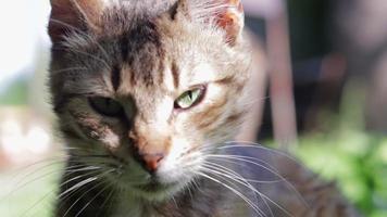 Close-up portrait of a serious cat with green eyes. Curious cat looks around outdoors, close up. Funny beautiful cat posing for the camera. Animal love concept. A light breeze stirs a woolen mustache. video