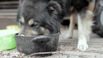 een hongerig groot hond Aan een keten in de buurt de schuur eet voedsel van een schaal. visie van de onderkant. uiteinde van een loop detailopname. dichtbij portret van een bewaker hond Aan een ketting. zonnig dag buitenshuis. video