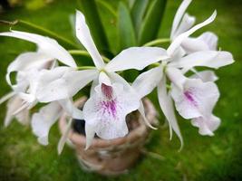 purple white orchid flowers live in potted plants in the garden with blur photo