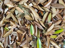 piles of fallen leaves from trees collected in one place photo