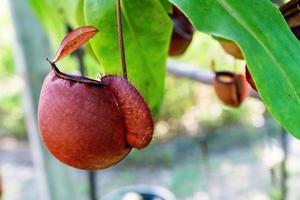 nepenthes or tropical pitcher plants or monkey cups in the garden photo