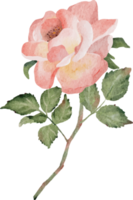 waterverf bloeiend roos Afdeling bloem boeket png