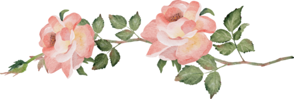 watercolor blooming rose branch flower bouquet devider png