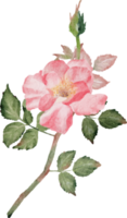 Aquarell blühender Rosenzweig Blumenstrauß png