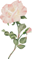 watercolor blooming rose branch flower bouquet png