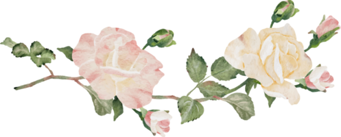 watercolor blooming rose branch flower bouquet devider png