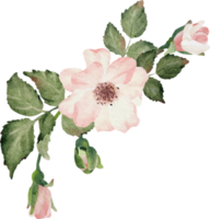 aquarelle épanouissement branche de rose bouquet de fleurs png