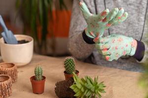 female hands in gloves hold a blue watering can and water a newly transplanted succulent photo