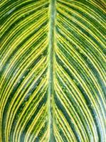 Blur focus background of the bright leaf in the botanical garden. photo