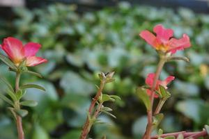 red and yellow flower photo