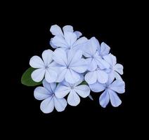 hermosas flores azules de cape leadwort o plumbago auriculata. primer plano pequeño ramo de flores azules sobre hojas verdes aisladas sobre fondo negro. foto