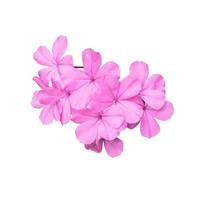 Plumbago or Cape leadwort flowers. Close up blooming pink-purple flowers bouquet isolated on white background. Top view small pink flower bunch photo
