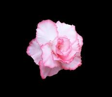 Impala Lily or Pink Bignonia or Mock Azalea or Desert Rose flower. Close up pink-purple head flower isolated on black background. photo