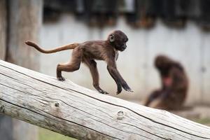 mono babuino gelada. mamífero y mamíferos. mundo terrestre y fauna. foto