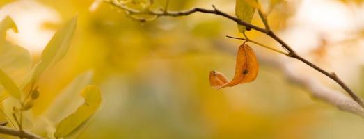 Closup of brown orange autumn leaf fall nature view on blurred background in garden with copy space using as background cover page concept. photo