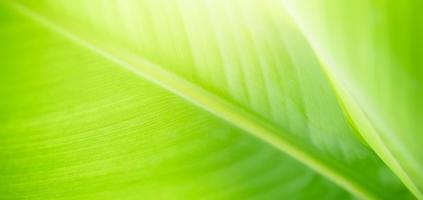 Closeup of beautiful nature view green leaf on blurred greenery background in garden with copy space using as background cover page concept. photo
