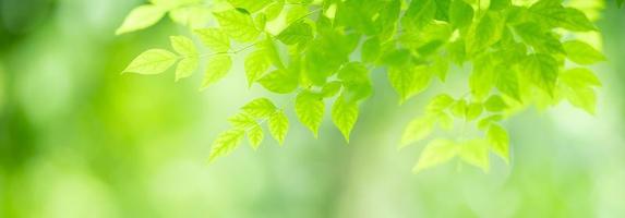 Closeup of beautiful nature view green leaf on blurred greenery background in garden with copy space using as background cover page concept. photo