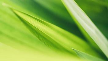 Closeup of beautiful nature view green leaf on blurred greenery background in garden with copy space using as background cover page concept. photo