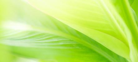 Closeup of beautiful nature view green leaf on blurred greenery background in garden with copy space using as background cover page concept. photo