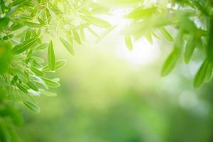 Closeup of beautiful nature view green leaf on blurred greenery background in garden with copy space using as background wallpaper page concept. photo