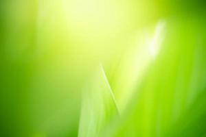 Abstract nature green blurred background nature leaf on greenery background in garden with copy space using as background wallpaper page concept.i photo