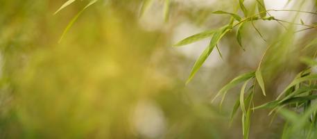Closeup of beautiful nature view green bamboo leaf on blurred greenery shadow and background in garden with copy space using as background cover page concept. photo