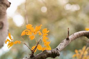 el cierre de la vista de la naturaleza de la caída de la hoja de otoño naranja marrón sobre fondo borroso en el jardín con espacio de copia utilizando como concepto de página de portada de fondo. foto