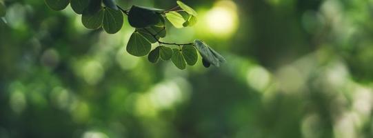 primer plano de la hermosa vista de la naturaleza hoja verde sobre la sombra de la vegetación borrosa y el fondo en el jardín con espacio de copia utilizando como concepto de página de portada de fondo. foto