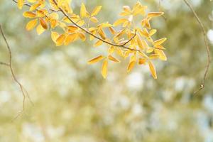 cierre de la vista de la naturaleza de la caída de la hoja de otoño naranja marrón sobre fondo borroso en el jardín con espacio de copia utilizando como concepto de página de portada de fondo de papel tapiz de temporada. foto