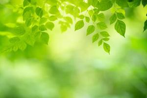 Closeup of beautiful nature view green leaf on blurred greenery background in garden with copy space using as background wallpaper page concept.i photo